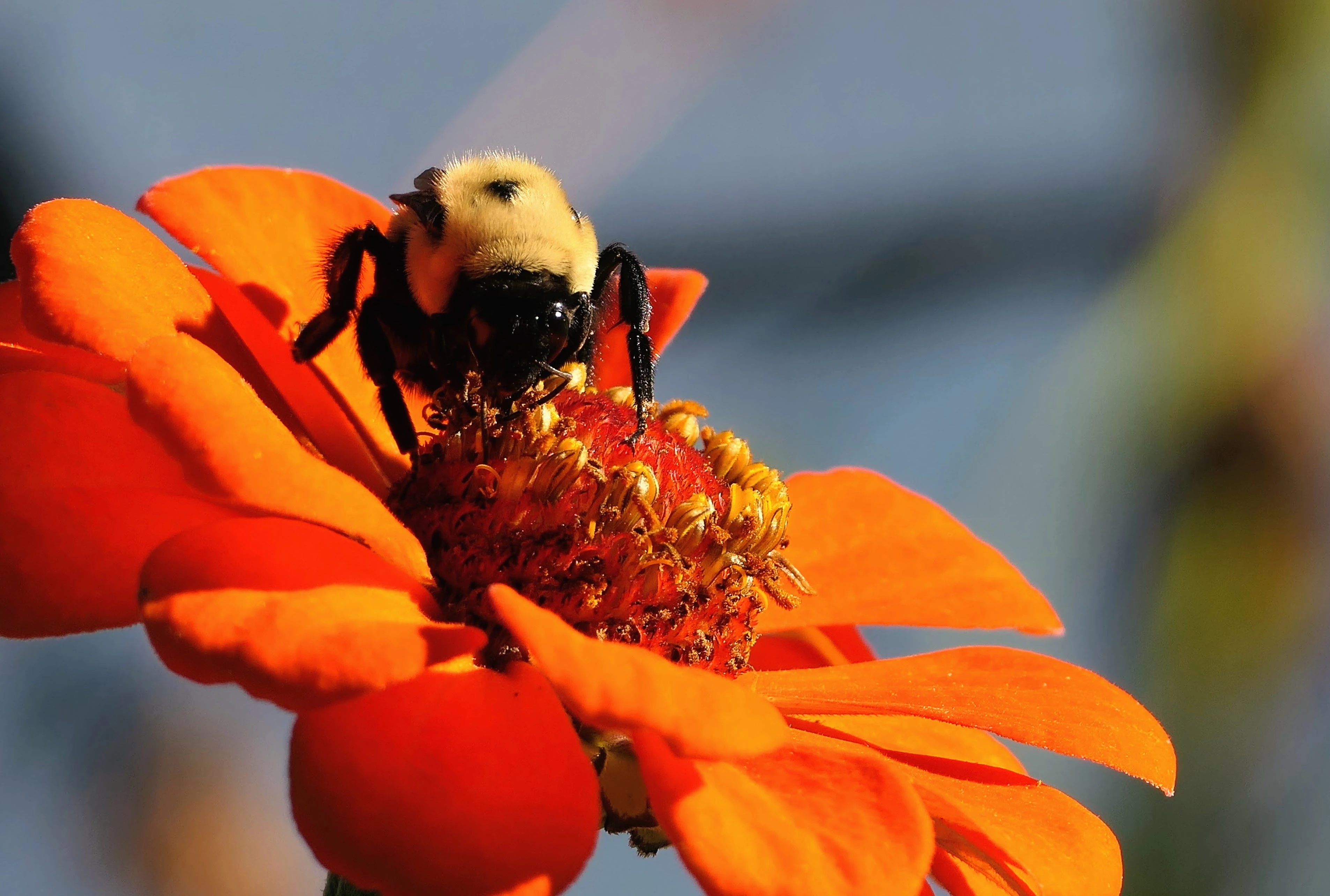 bee_1.webp