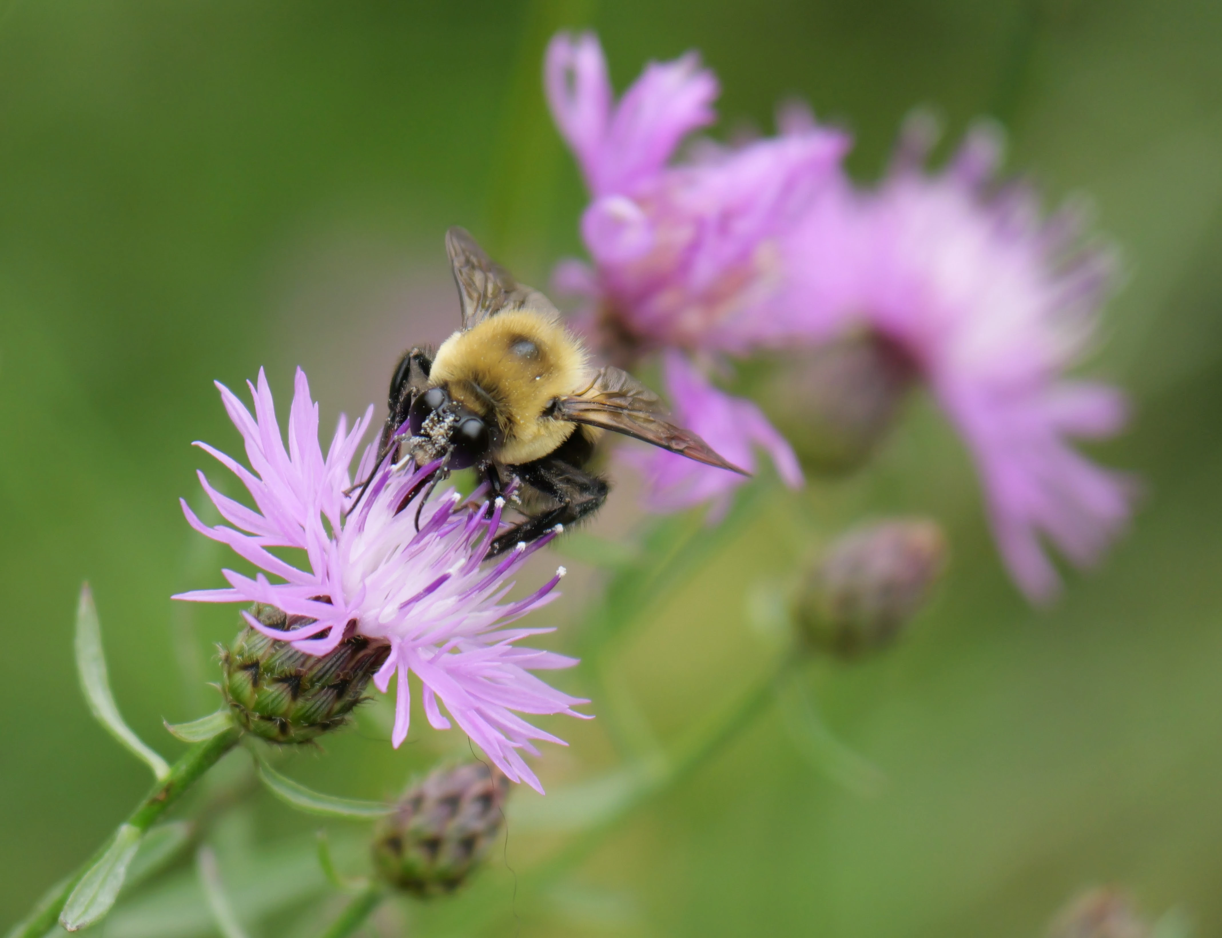bee_2.webp