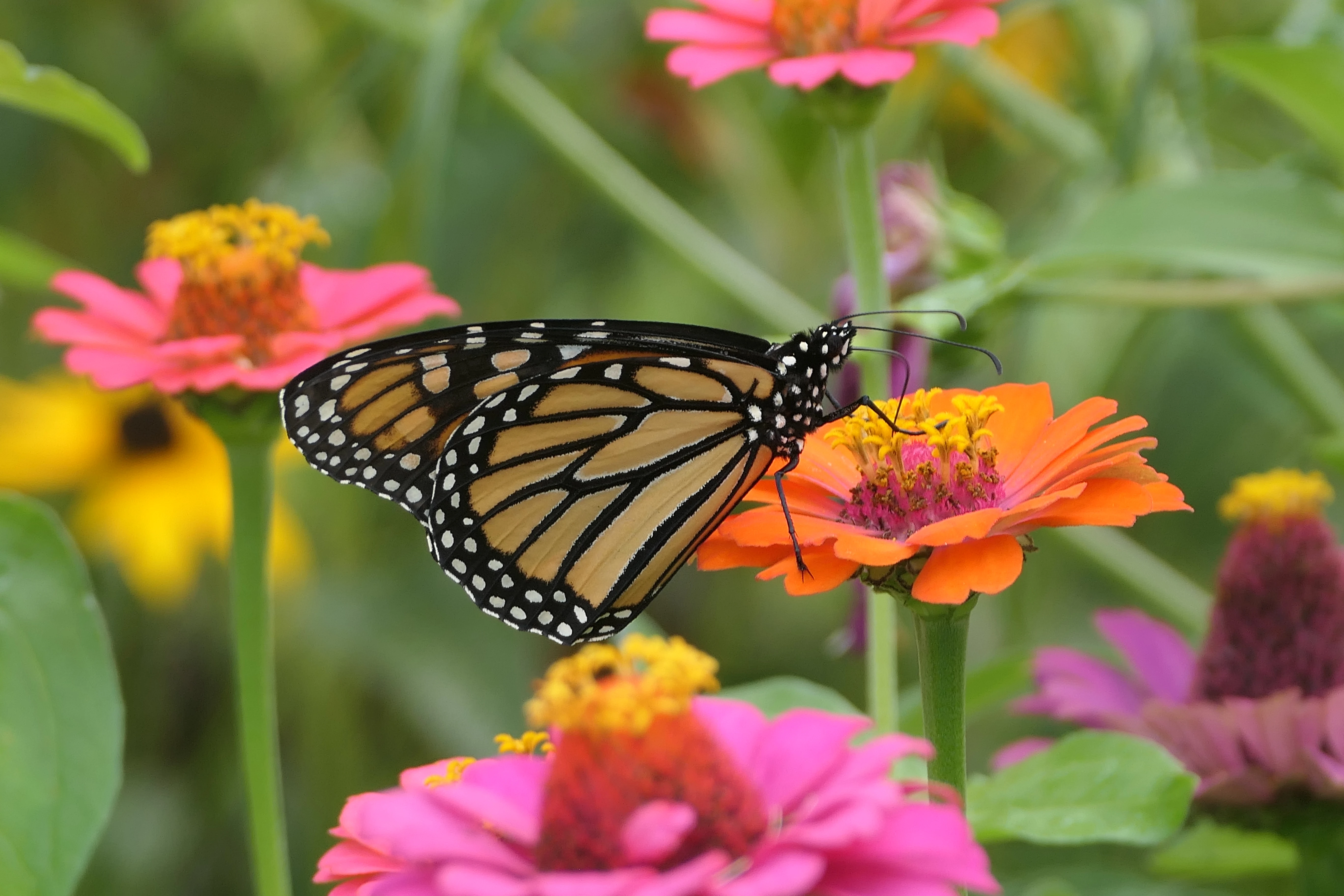 butterfly.webp