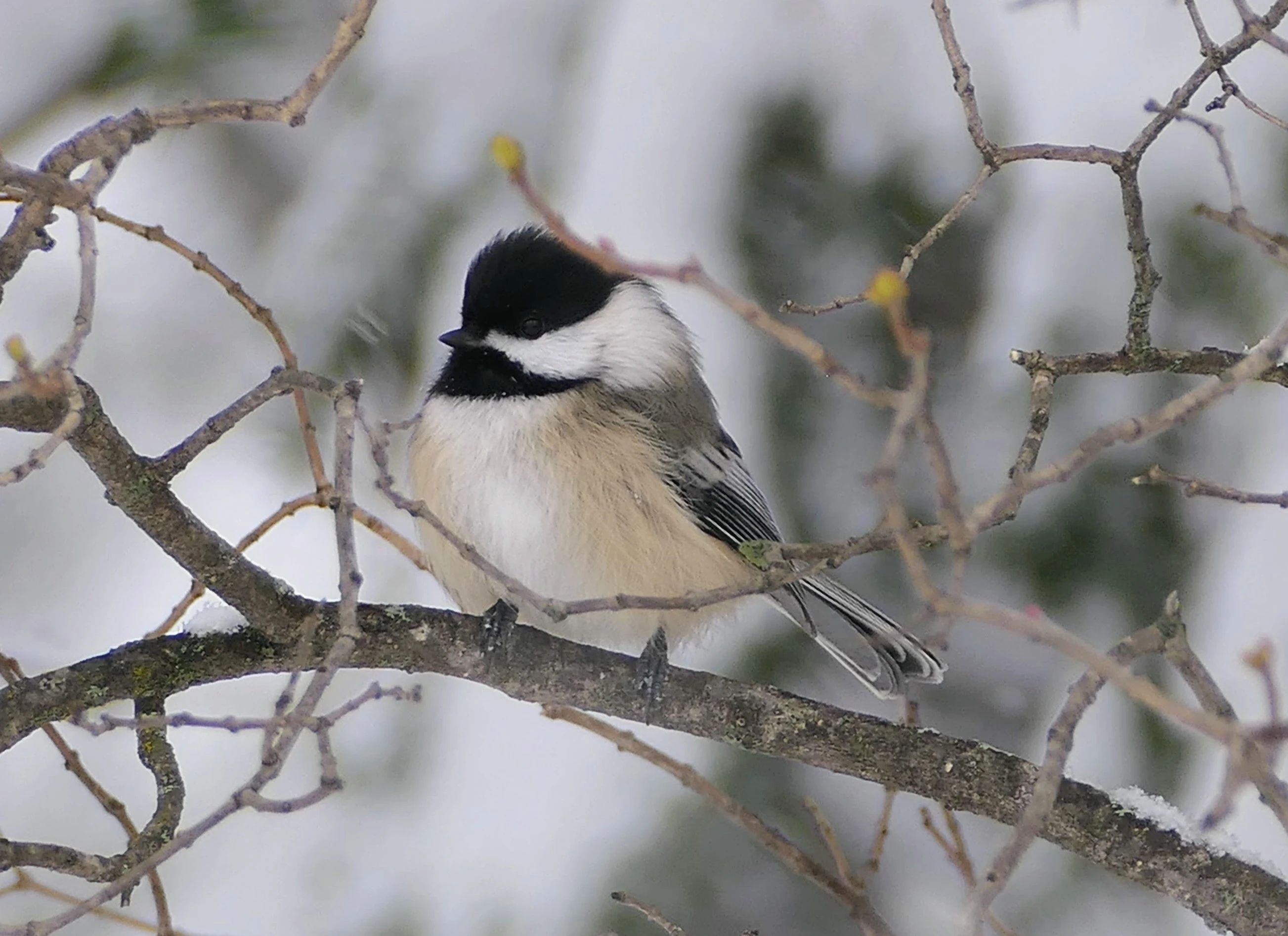 chickadee.webp