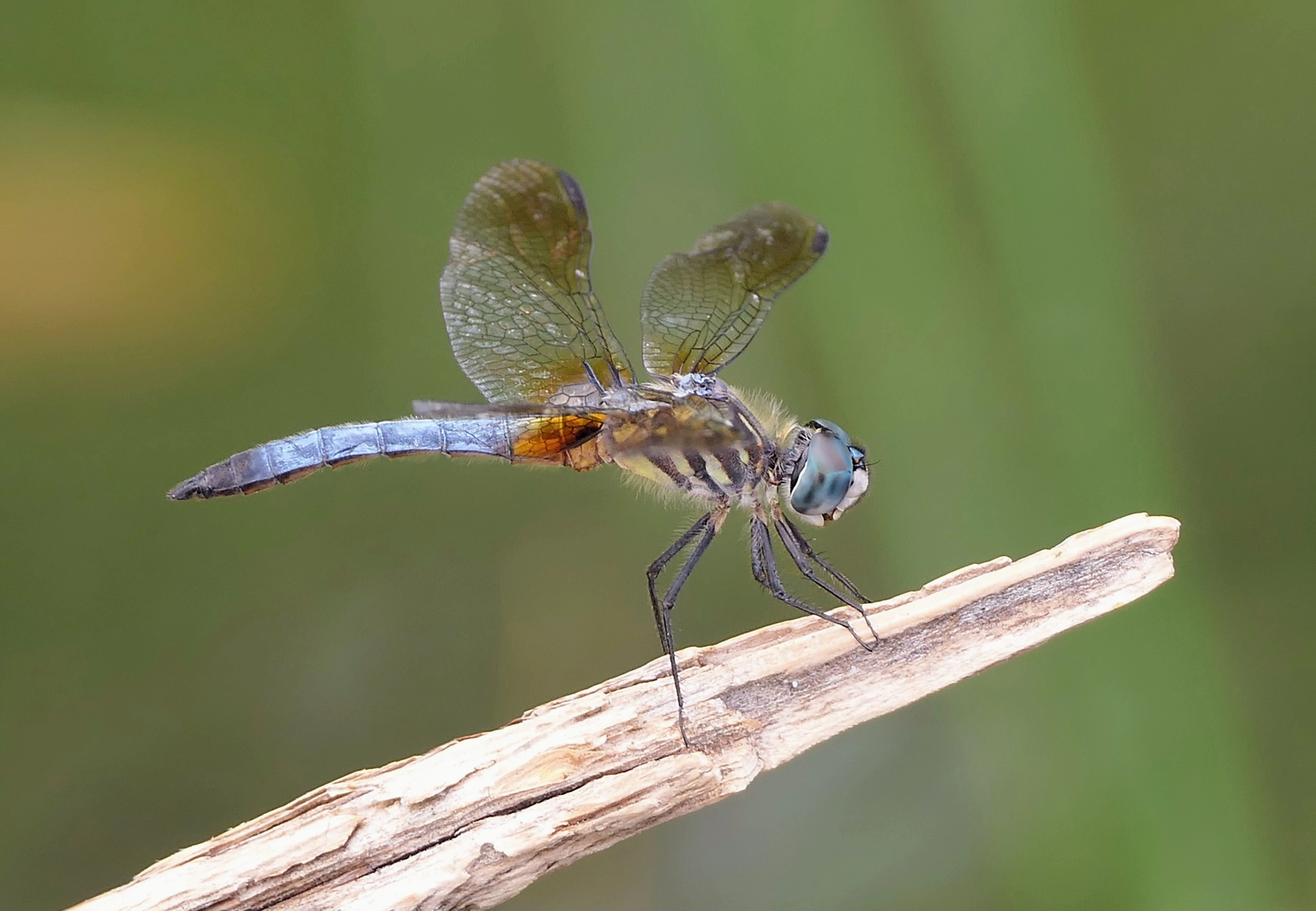 dragonfly_1.webp