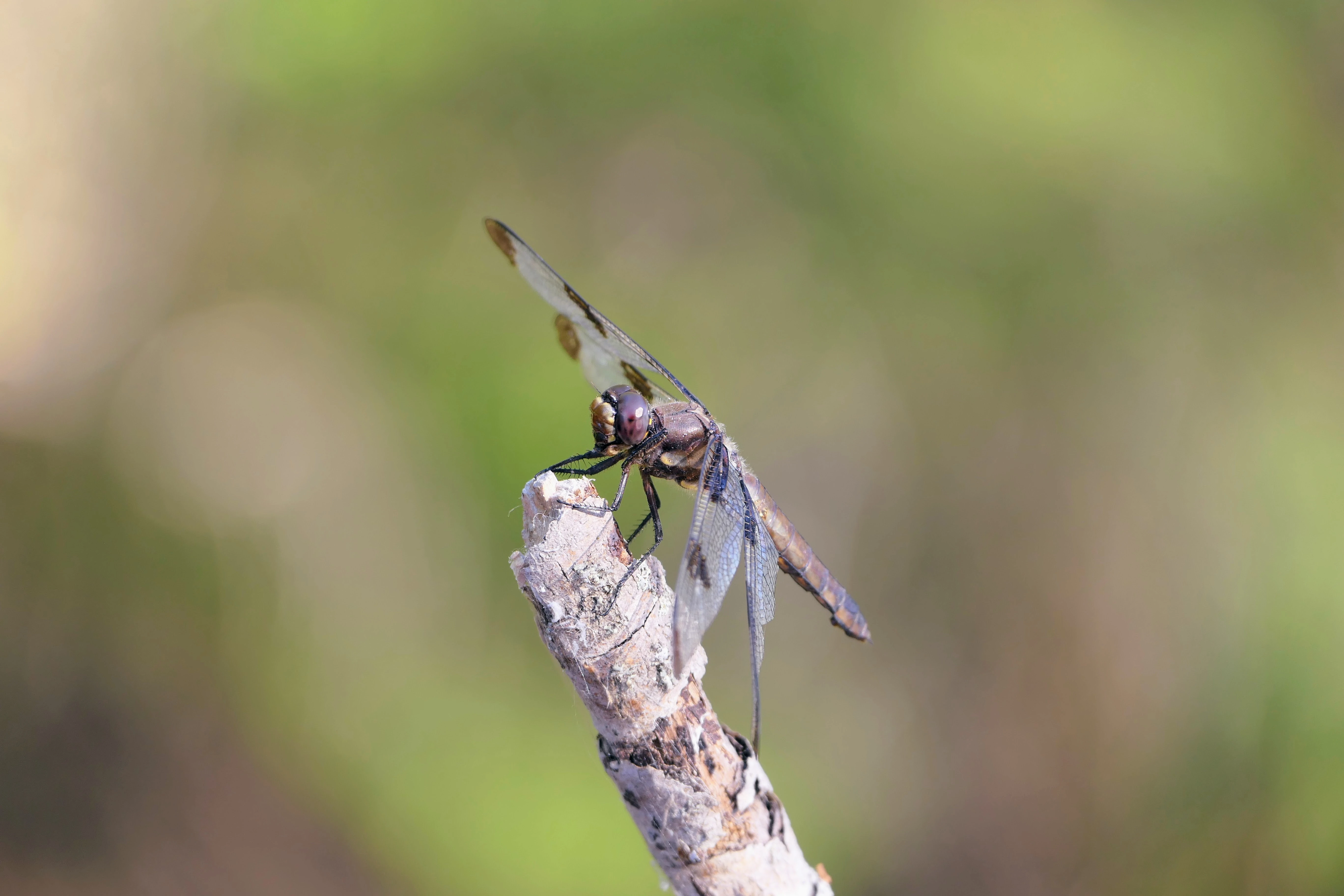 dragonfly_2.webp