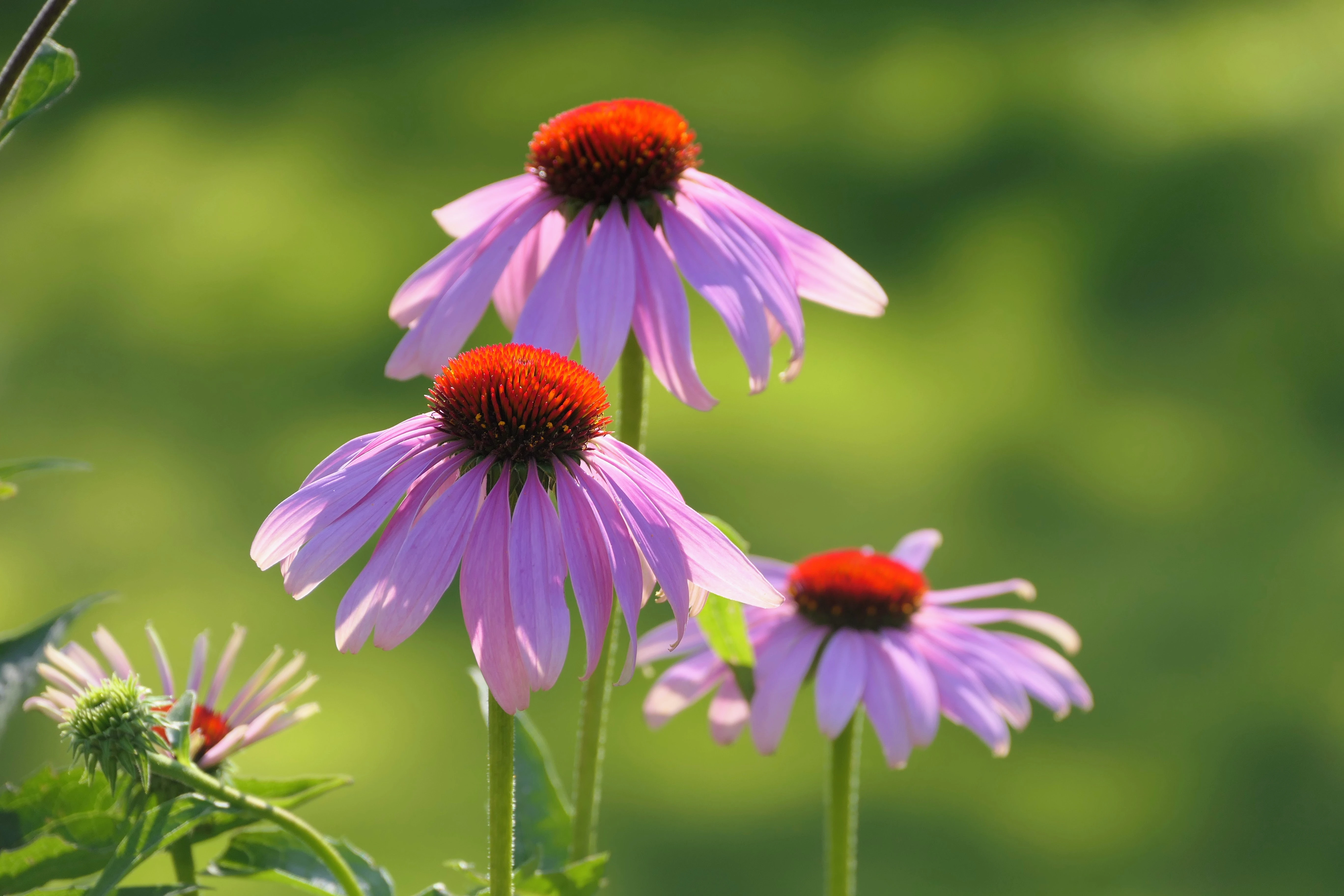 flower_1.webp