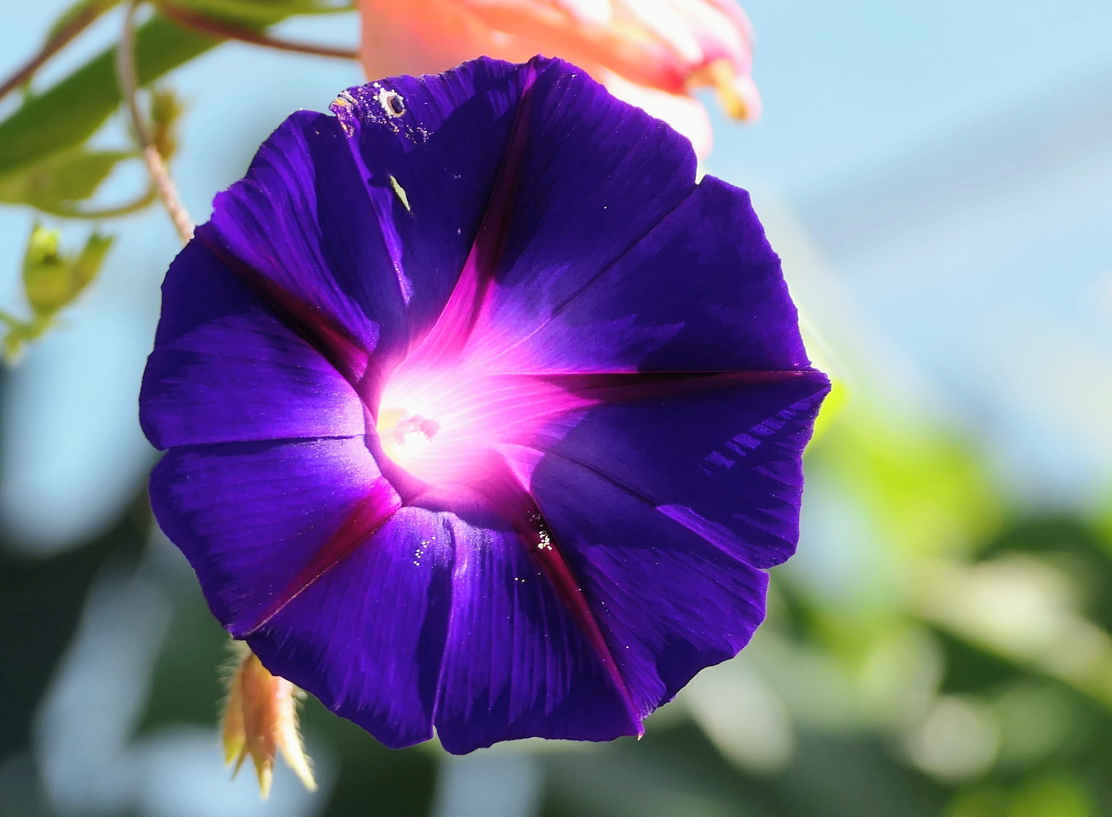 flower_2.webp