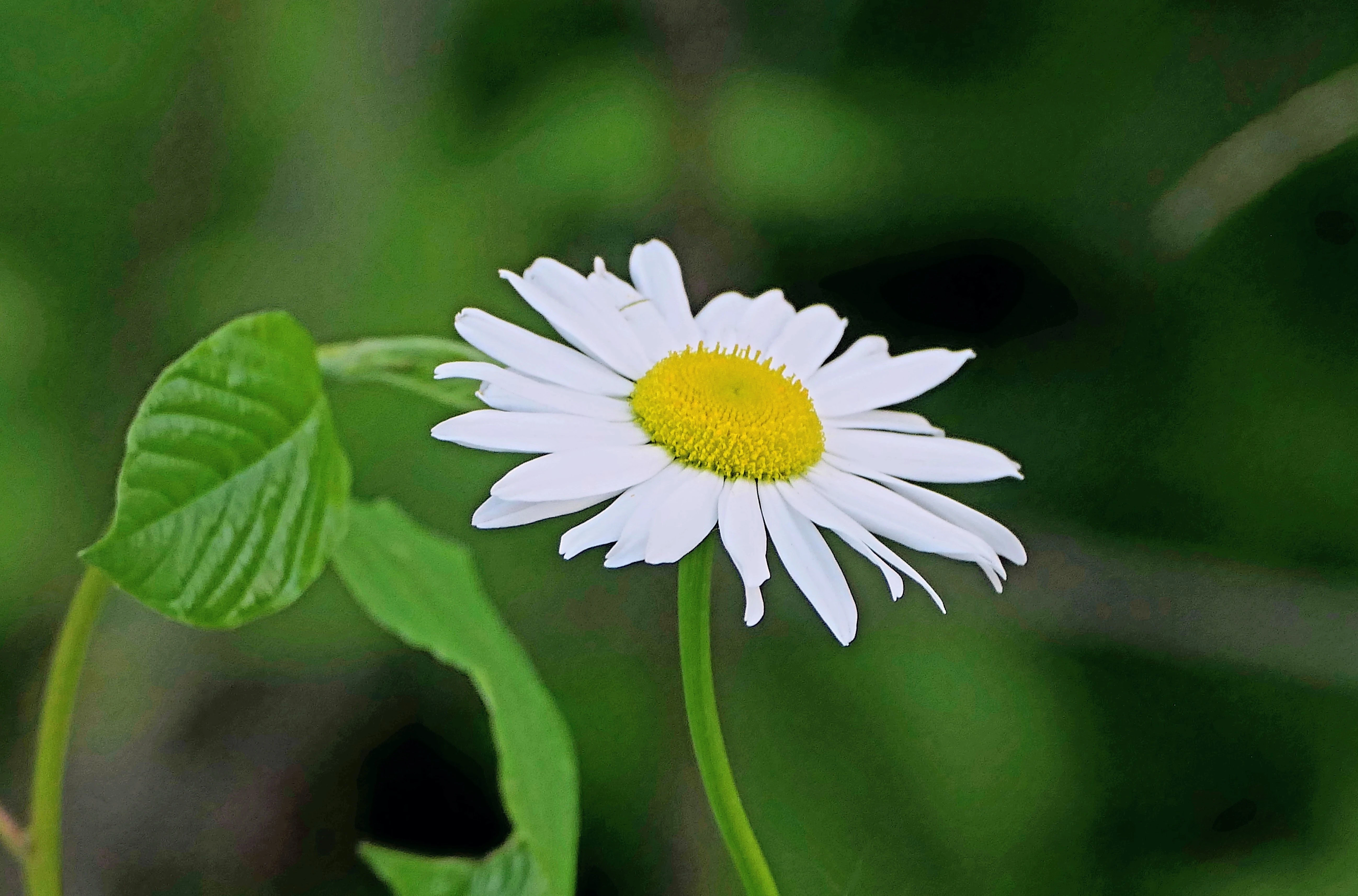 flower_3.webp