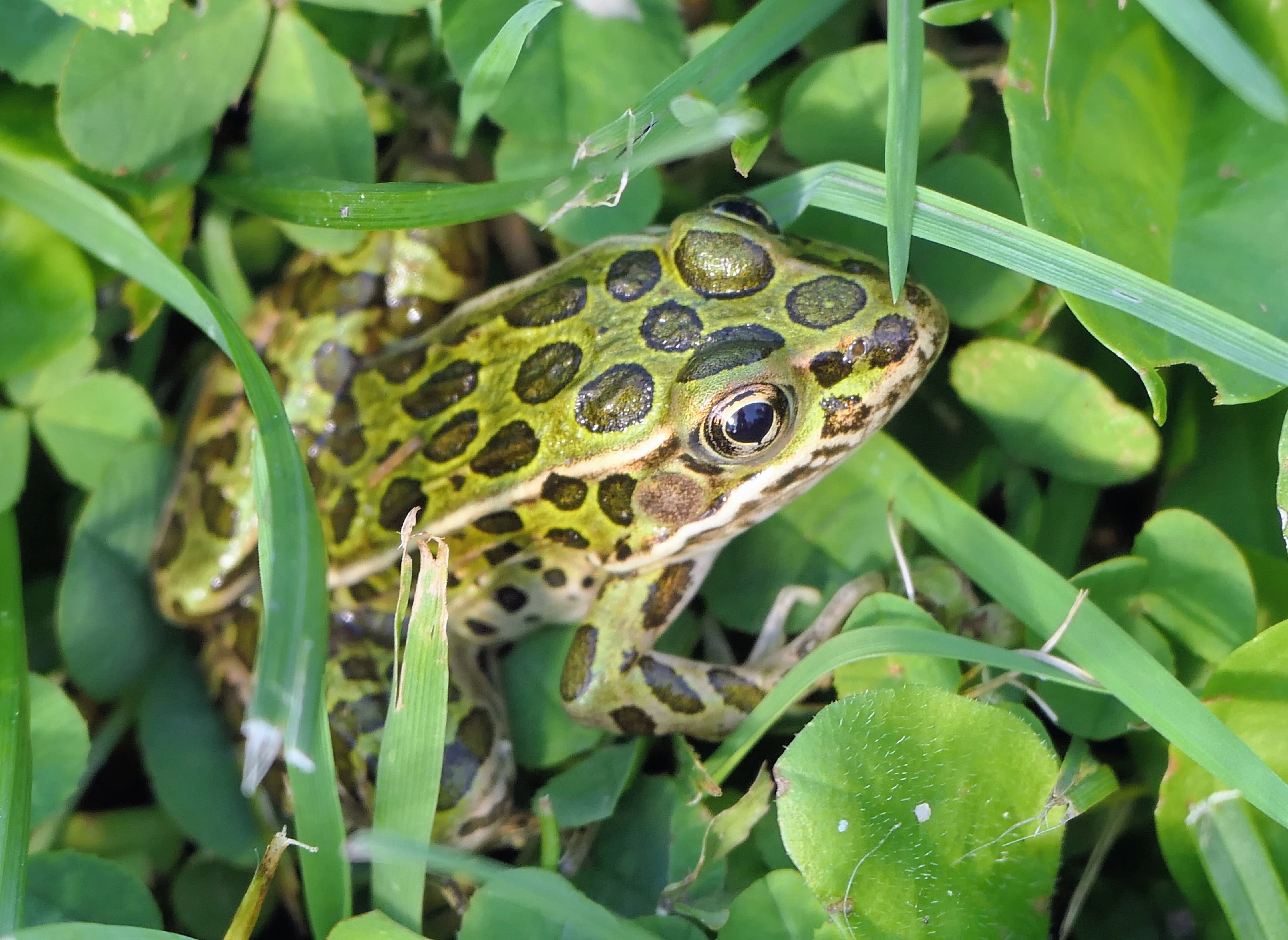 frog_1.webp