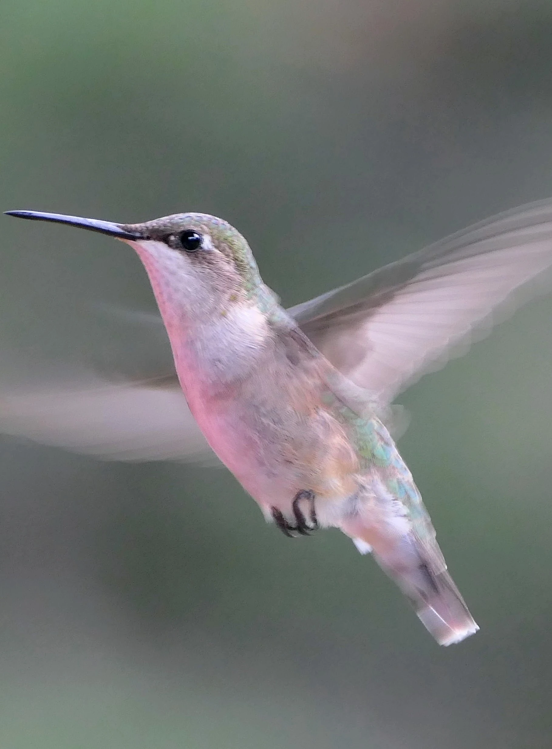 hummingbird_1.webp