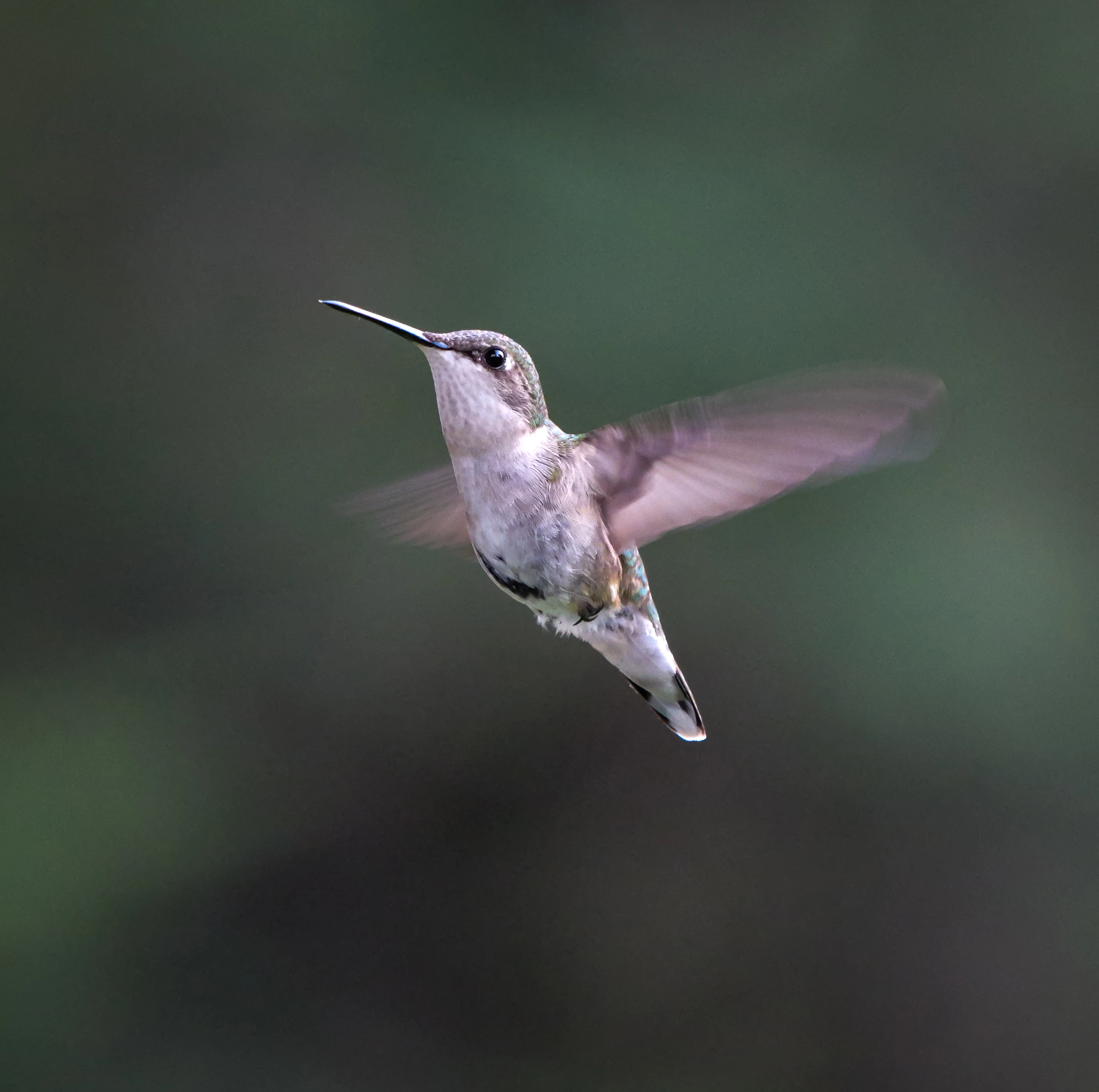 hummingbird_2.webp