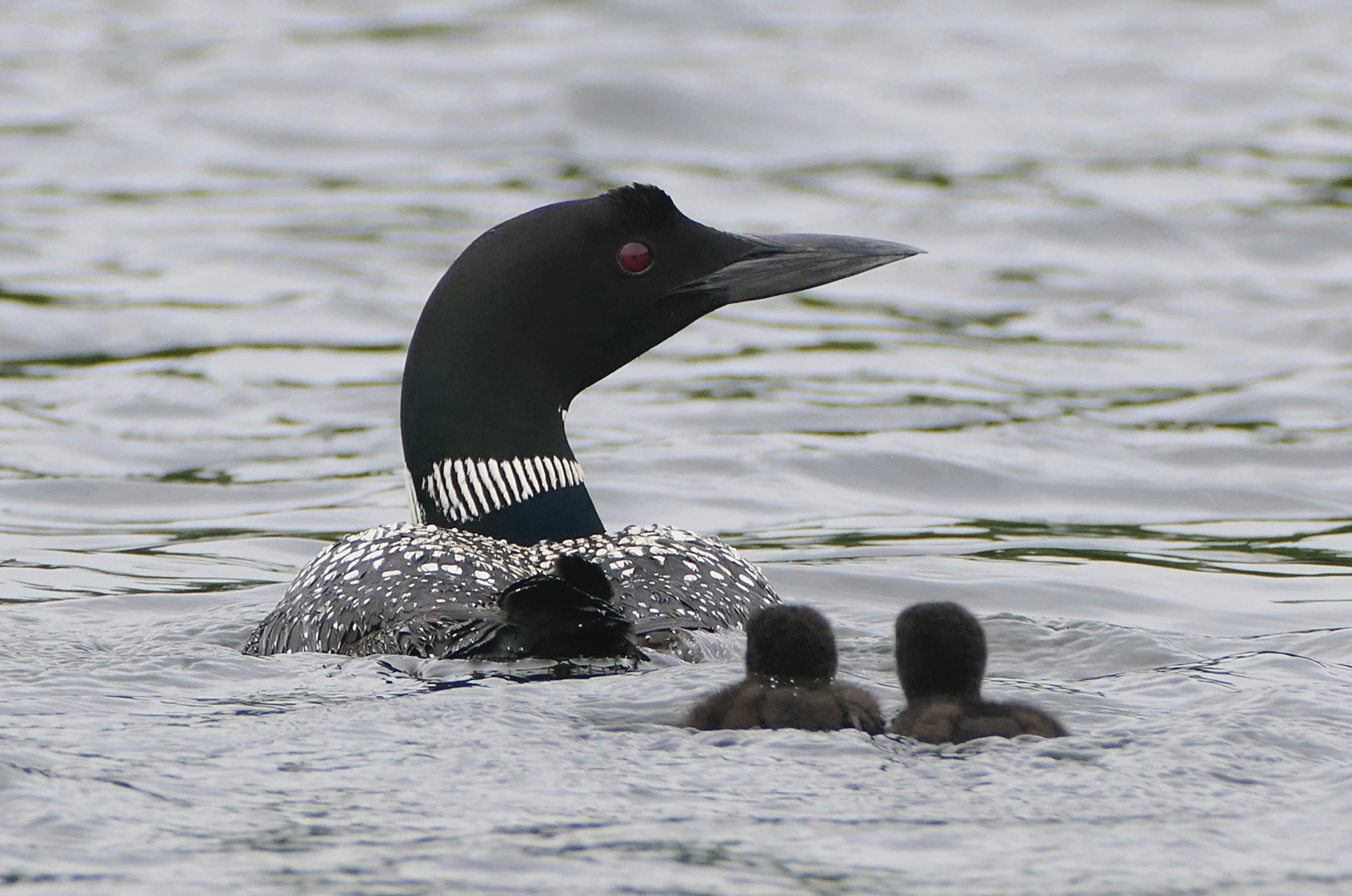 loon_with_babies.webp
