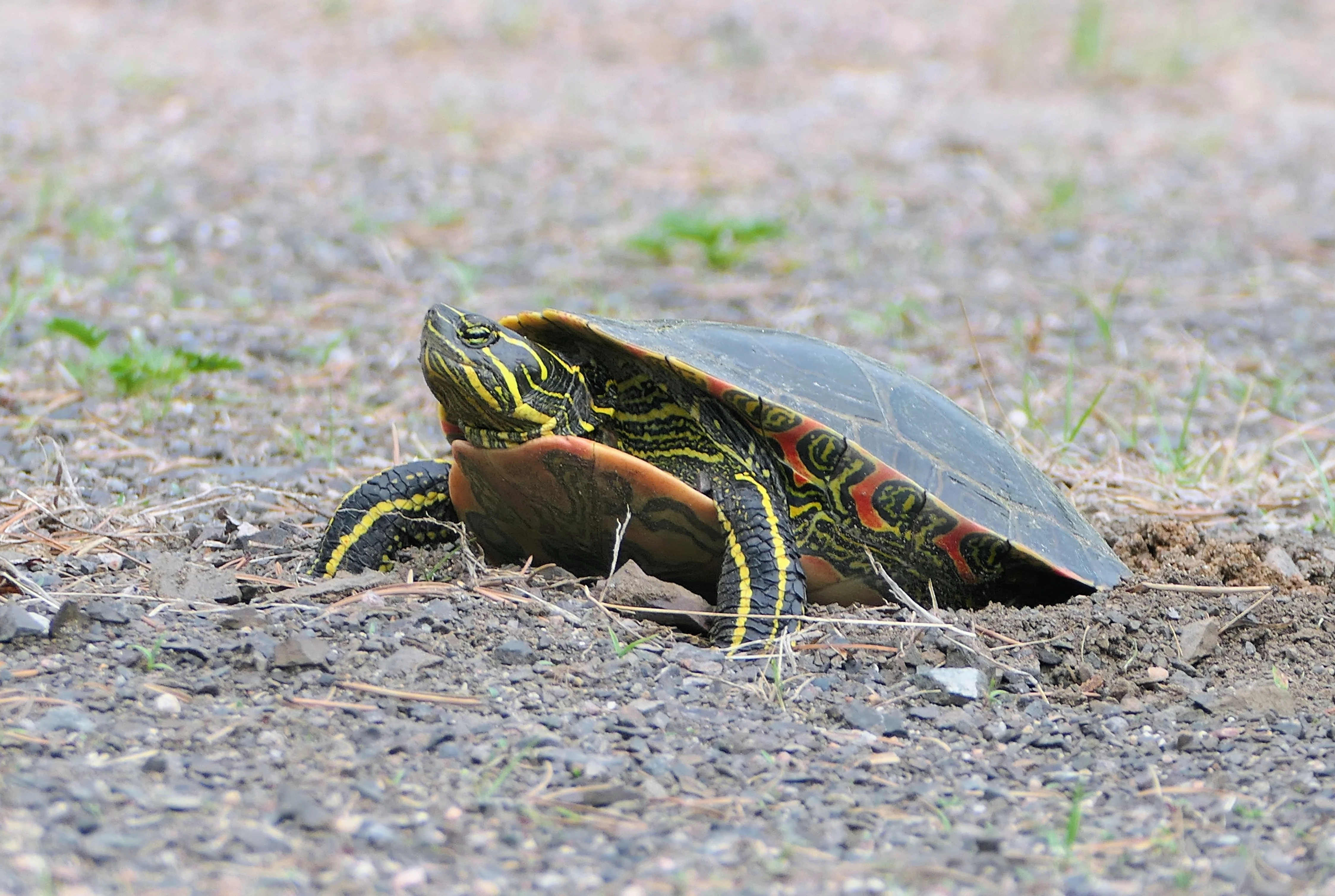 painted_turtle.webp
