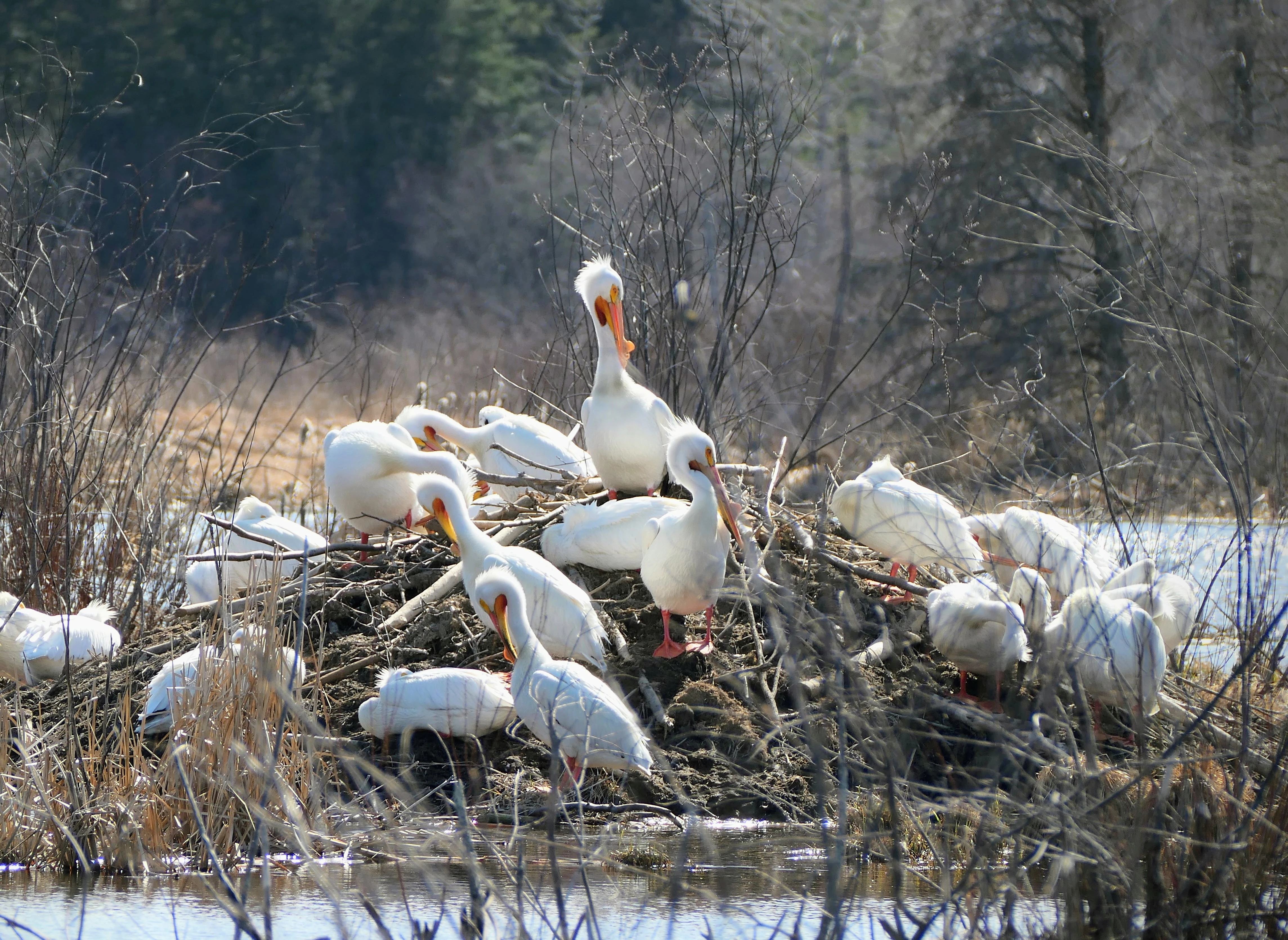 pelicans_1.webp