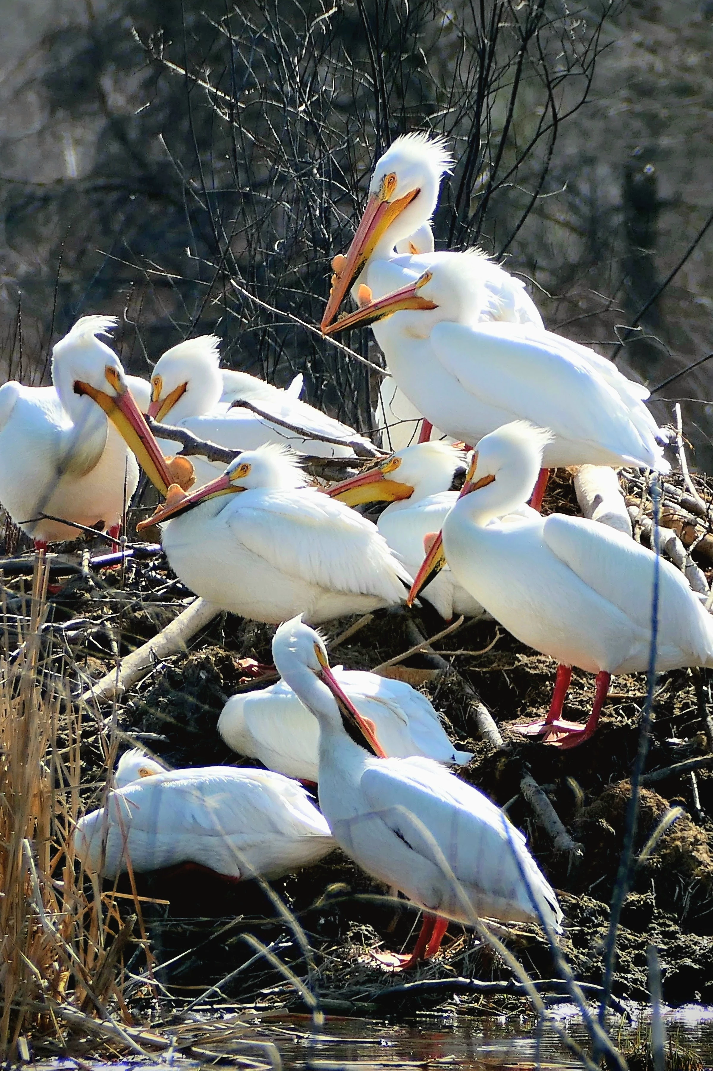 pelicans_2.webp