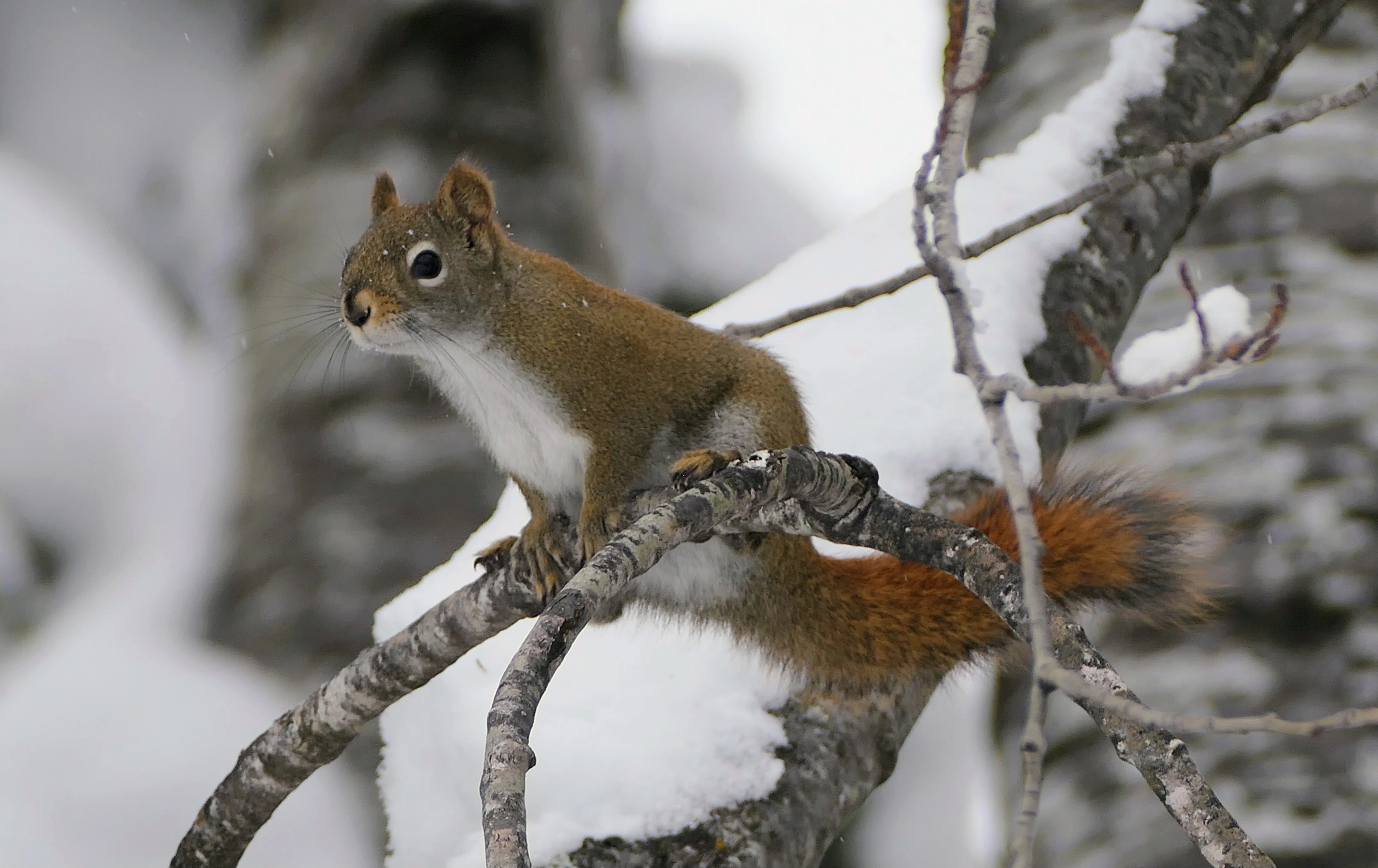 squirrel_1.webp