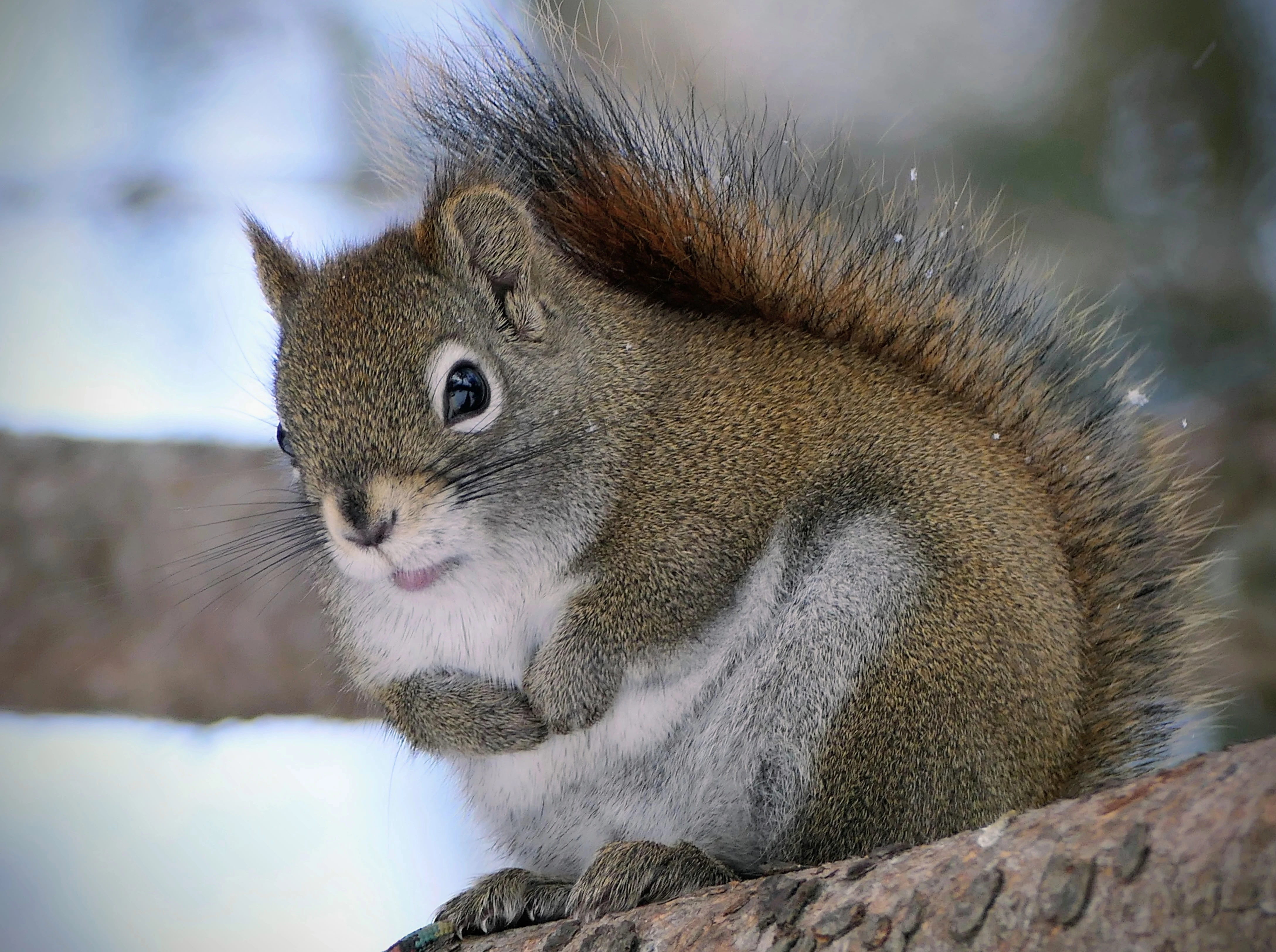 squirrel_2.webp