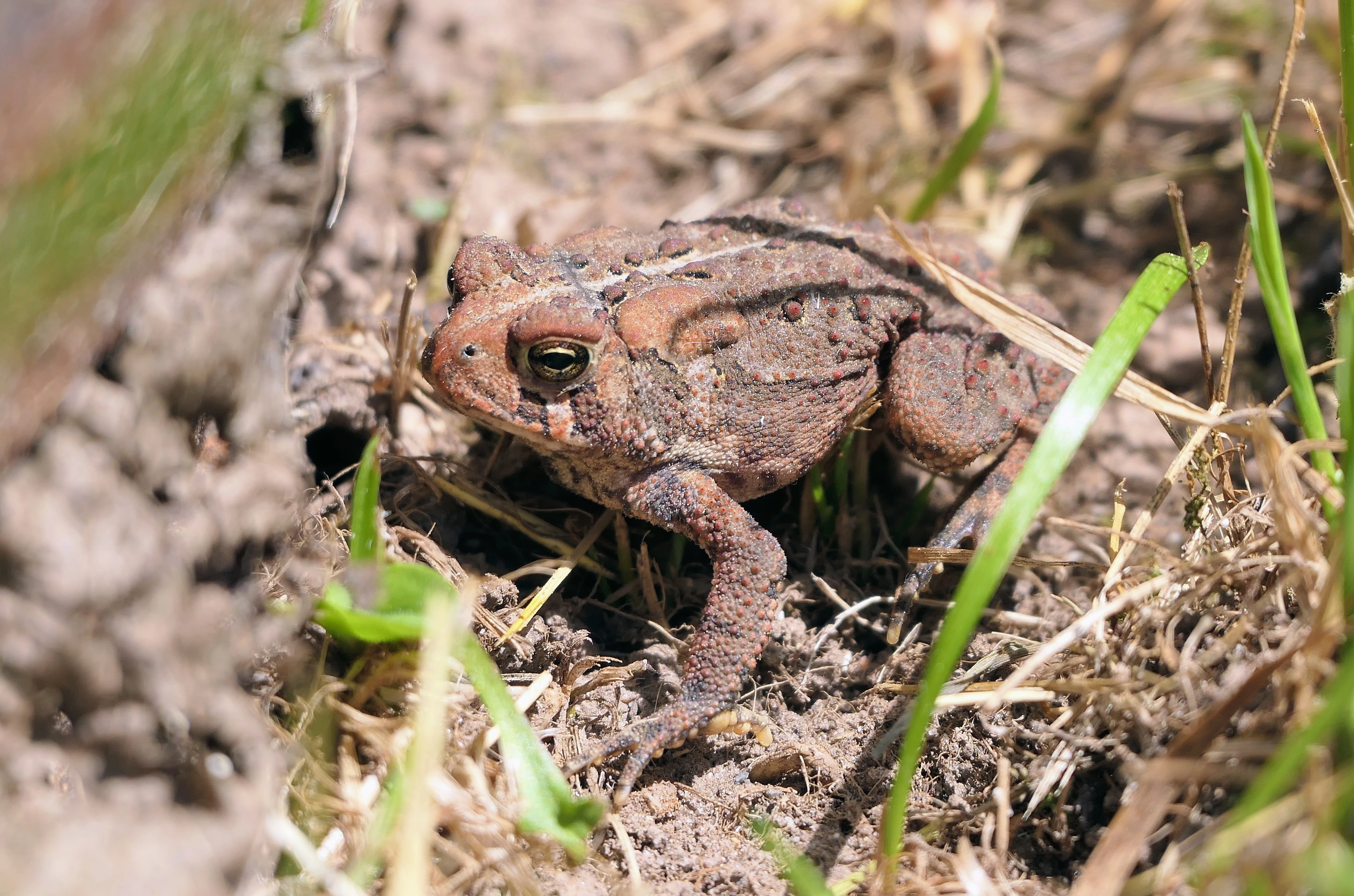 toad.webp