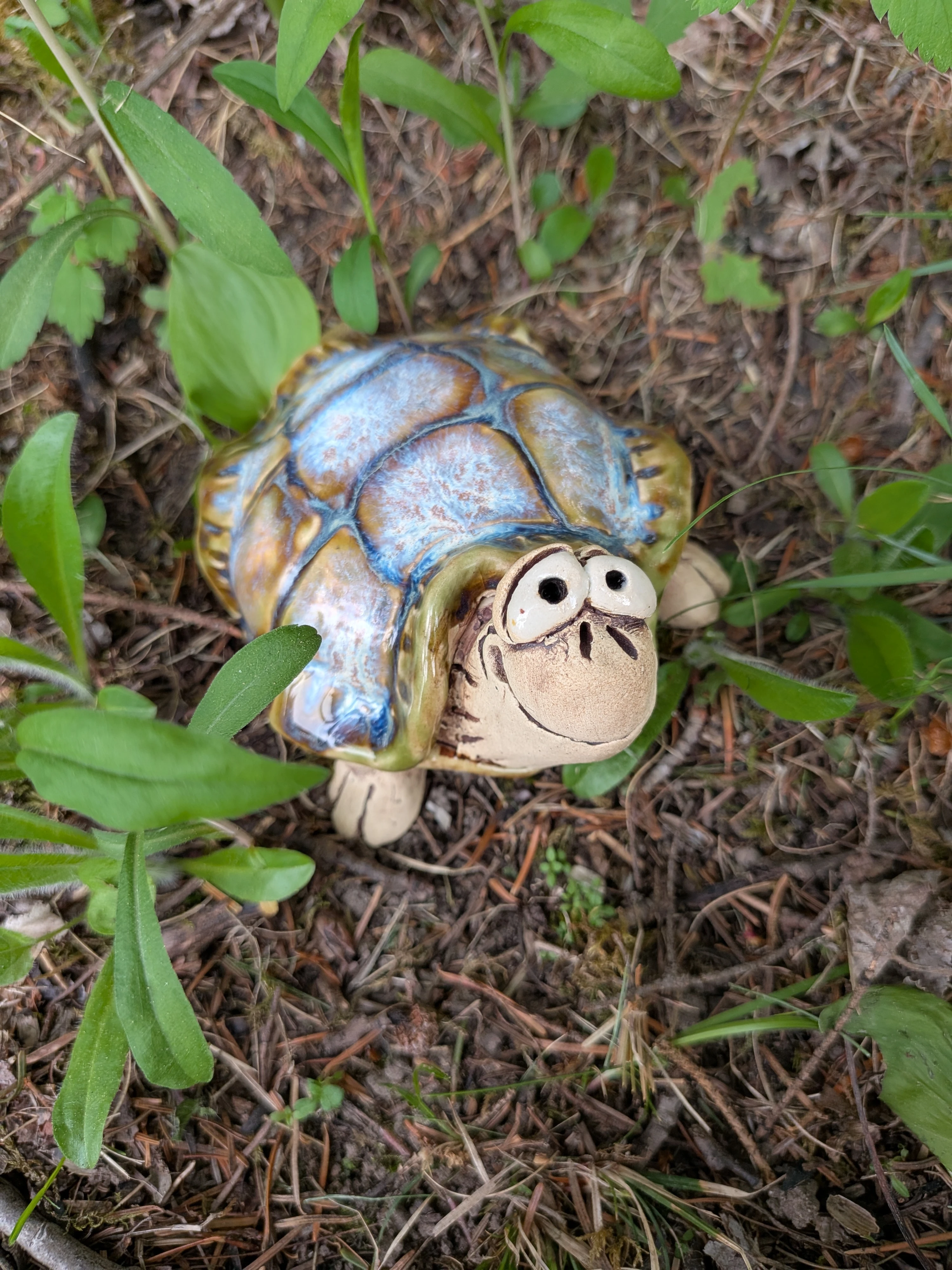 june_26_tortoise.webp